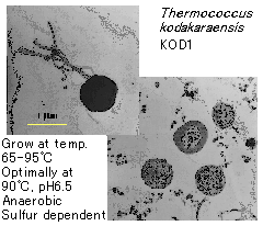 Thermococcus kodakaraensis KOD1