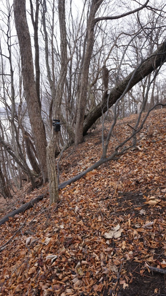 ちょっと分かりづらいですが、獣道沿いの木に取り付けたカメラ