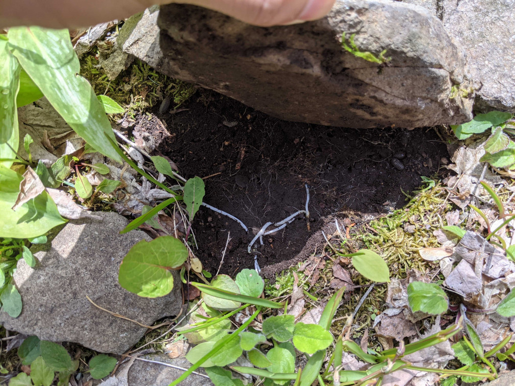 石の下のアリの巣からニョキっと生えるカタクリの実生。これはアリ散布で無事に発芽した証拠かな？？