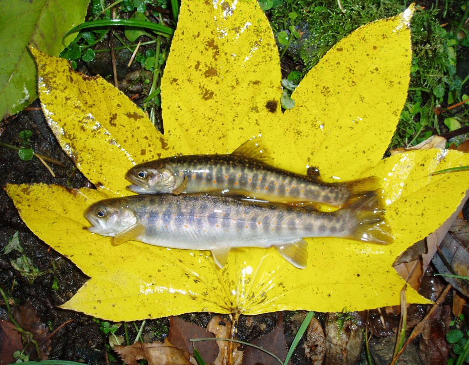 小泉研究室 北海道大学大学院 地球環境科学研究院 動物生態学コース 小泉研究室 北海道大学大学院 地球環境科学研究院 動物生態学コース